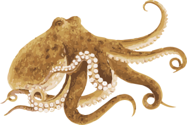 Oktopus